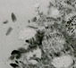 “Blumen,” Hara, 50 x 61 cm, ERR ID: Aux 262